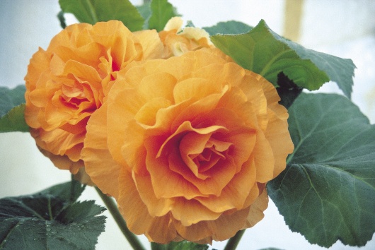 B. ‘Kookaburra’